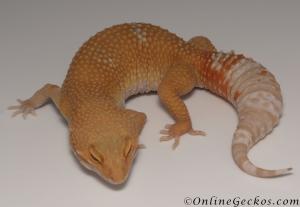 leopard geckos for sale tangerine albino female M33F86071621F