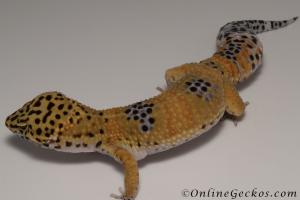 Sold - Tangerine Male Leopard Gecko For Sale M33F100091021M