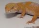 Sold - Giant Blood Albino Female Leopard Gecko For Sale M33F104071121F 1