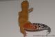 Sold - FREE GECKO - Blood Super Hypo Female Leopard Gecko For Sale M33F100100121F 1