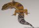 Blood Tangerine Female Leopard Gecko For Sale M33F100081121F 1