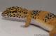 *Sold* FREE GECKO - Blood Tangerine Female Leopard Gecko For Sale M33F100081121F 2