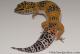 *Sold* FREE GECKO - Blood Tangerine Female Leopard Gecko For Sale M33F100081121F