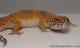 Sold - Giant Blood Tangerine Female Leopard Gecko For Sale M33F100082321F 1