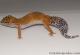 Sold - Blood Tangerine Female Leopard Gecko For Sale M33F86052921F 1