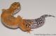 Sold - Blood Tangerine Female Leopard Gecko For Sale M33F86052921F 2