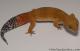 Sold - Blood Tangerine Female Leopard Gecko For Sale M33F86060821F 1