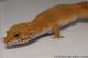 Sold - Blood Tangerine Female Leopard Gecko For Sale M33F86060821F 2