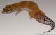 Sold - Giant Blood Tangerine Male Leopard Gecko For sale M33F100082221F 1