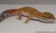 Sold - Giant Blood Tangerine Male Leopard Gecko For sale M33F100082221F 2