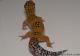 Blood Tangerine Male Leopard Gecko For Sale M33F100091021M2 1