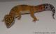 Sold - Giant Blood Tangerine Male Leopard Gecko For Sale M33F100091021M2 2