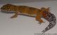 Blood Tangerine Male Leopard Gecko For Sale M33F100091021M2