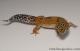 Sold - Blood Tangerine Male Leopard Gecko For Sale M33F86062421M2 2