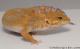 Sold - FREE GECKO - Blood Albino Female Leopard Gecko For Sale M33F100100321F 1