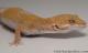 Sold - Giant High Contrast Tangerine Albino Female Leopard Gecko For Sale M33F104072421F 1
