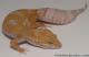 Sold - Giant High Contrast Tangerine Albino Female Leopard Gecko For Sale M33F104072421F 2