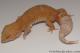 Sold - FREE GECKO - Tangerine Albino Female Leopard Gecko For Sale M33F86071621F 1