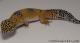 Sold - Tangerine Male Leopard Gecko For Sale M33F100091021M 1