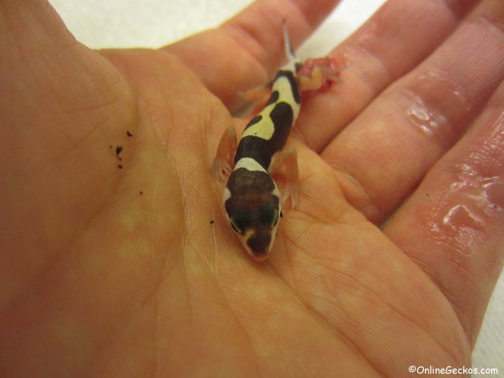 bandit gecko hatchling