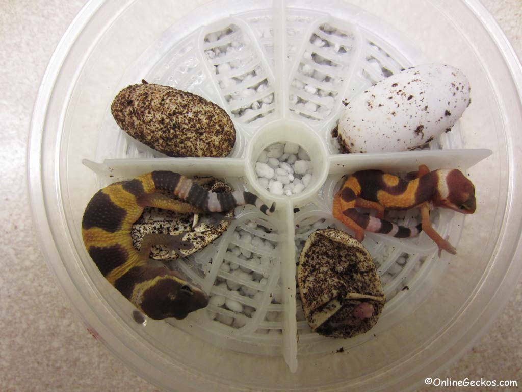super hypo tangerine carrot-tail baldy hatchlings