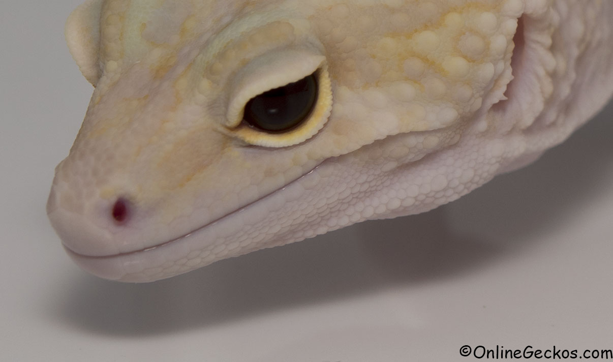 leopard gecko care guide care sheet onlinegeckos.com super giant raptor female Phoebe