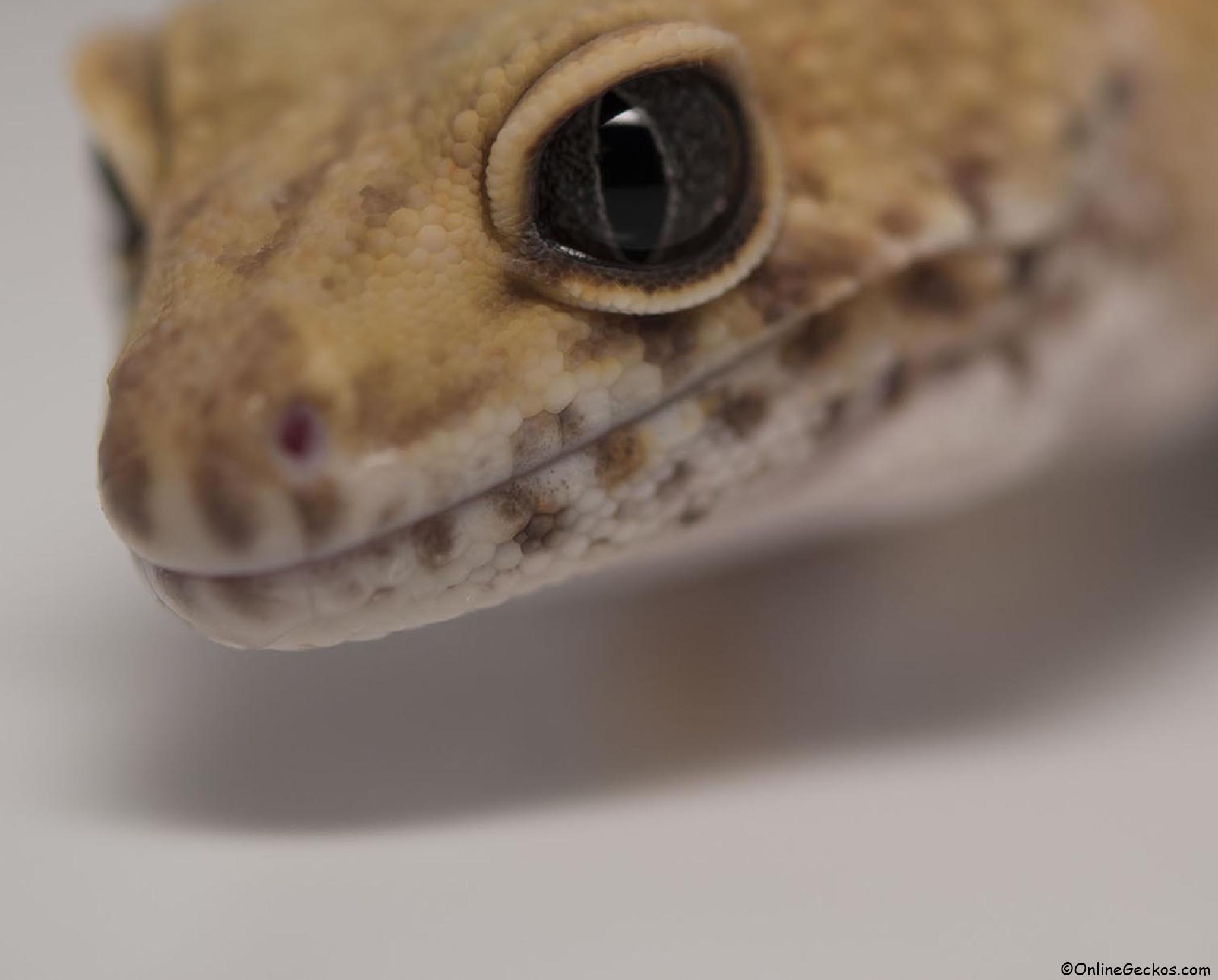 why leopard geckos cute best reptile pets for handling