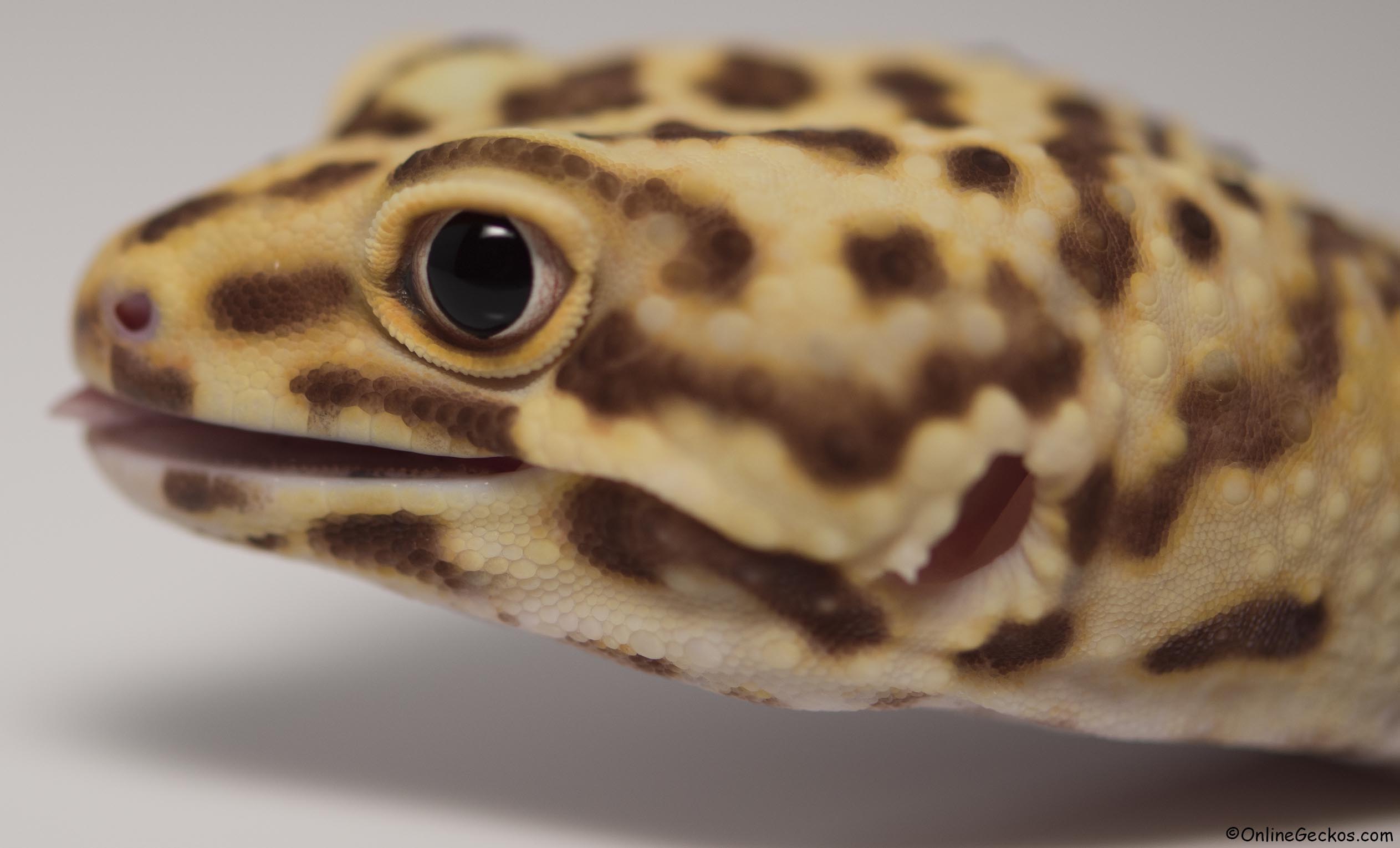 leopard gecko onlinegeckos.com ordering terms guarantees sales discounts
