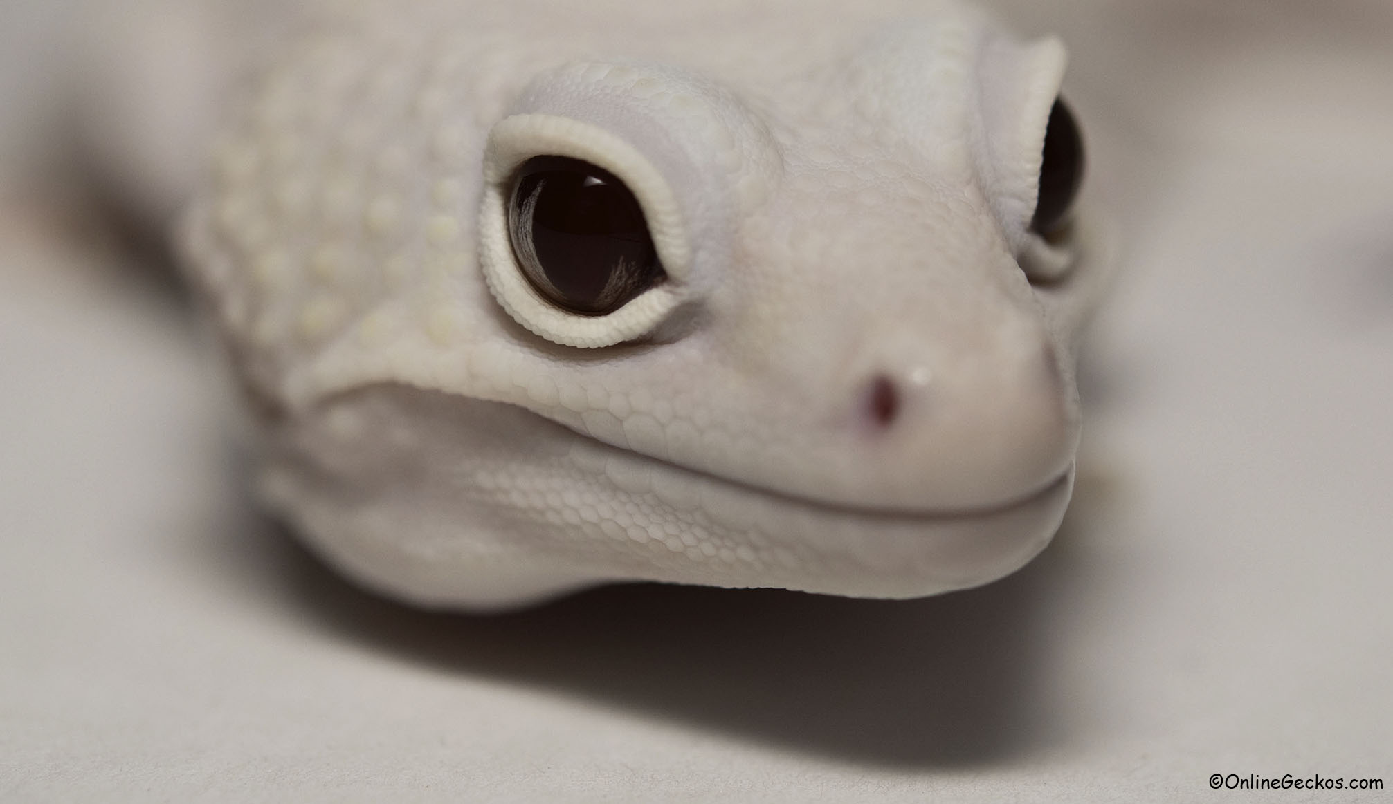 leopard geckos for sale onlinegeckos.com mack snow diablo blanco
