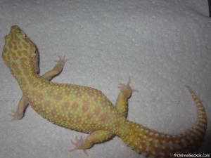 super-giant-raptor-female-leopard-gecko2